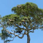 Metallic Starling Nesting Tree