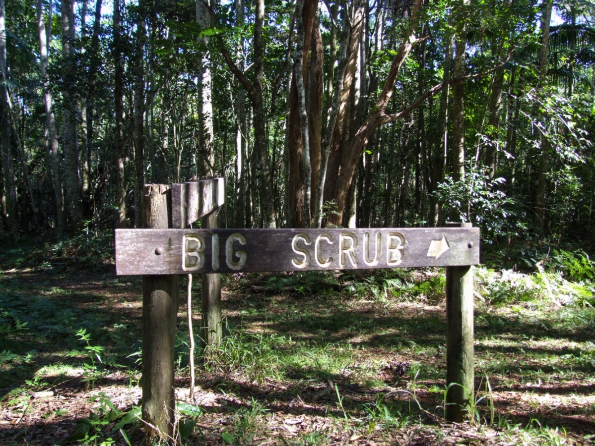 Big Scrub Restoration Protect Rainforests Forever Rainforest Rescue