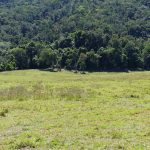 View to the North on Western Portion Lot 83