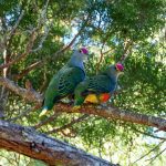 Rose-crowned Fruit-dove (© Allen Sheather)