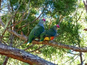 Rose Crowned Fruit Dove