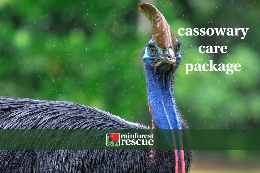 ecard cassowary care package