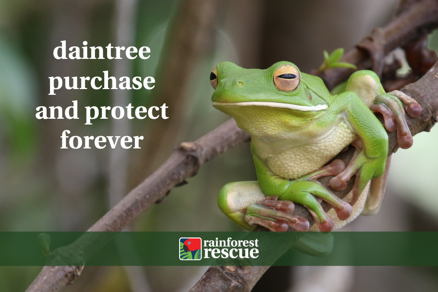 ecard daintree purchase and protect forever (frog)
