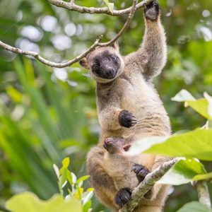 Lumholtz Tree Kangaroos (Credit: Eclectus Images)