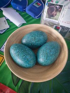 Ecofiesta Replica Cassowary Eggs Martin Stringer Photography