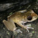 Common Mistfrog (Litoria rheocola) H.B. Hines DES Qld