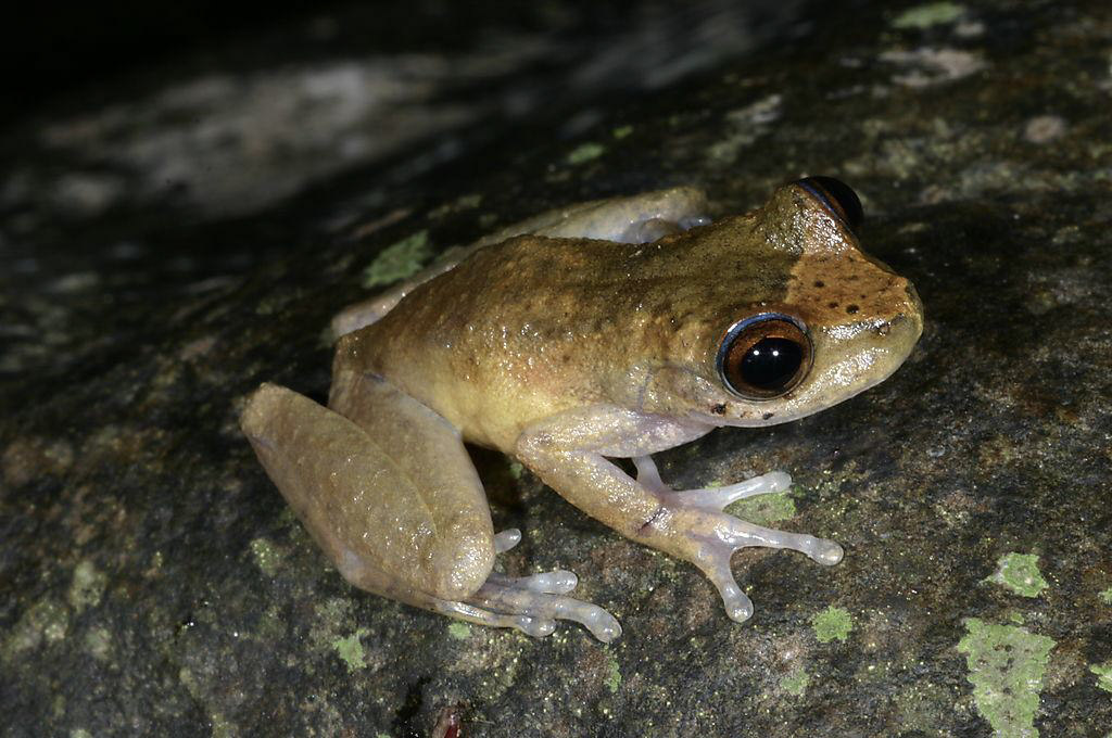 Common Mistfrog (Litoria rheocola) H.B. Hines DES Qld