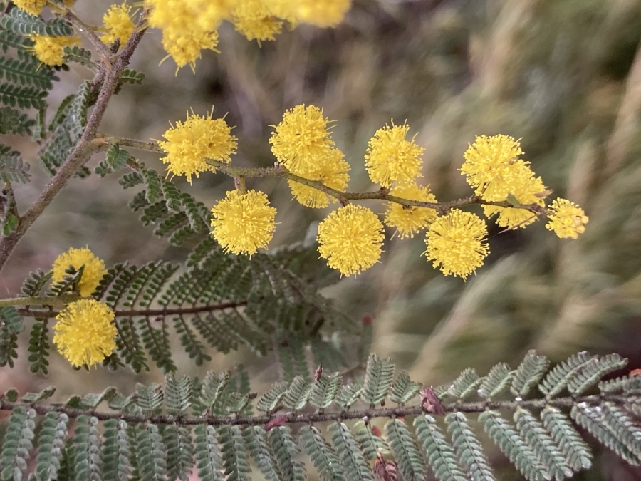 : Acacia cardiophylla garden from Pauline Toner Butterfly Reserve by Sue from Australian Plants Society Yarra Yarra