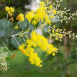 Queensland Silver Wattle, Acacia podalyriifolia by Gardenia dot net