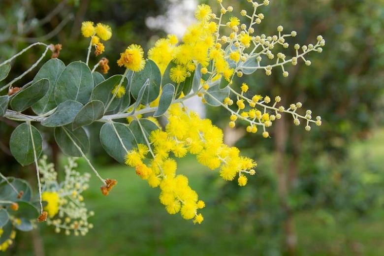 Queensland Silver Wattle, Acacia podalyriifolia by Gardenia dot net