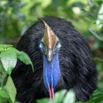 Southern Cassowaries © Martin Stringer Photography