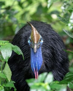 Southern Cassowaries © Martin Stringer Photography