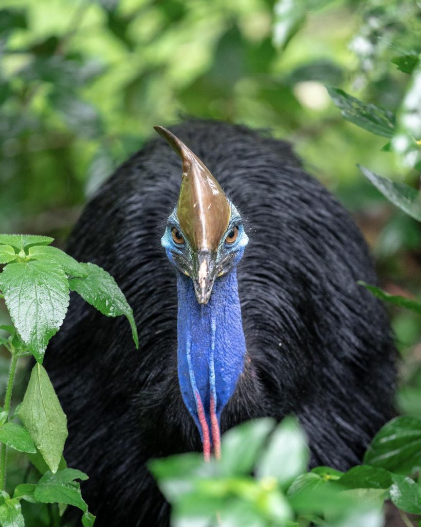 Southern Cassowary © Martin Stringer Photography