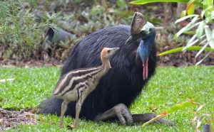 Southern Cassowaries 'Sammy' & 'Peanut' © Robert Tidey