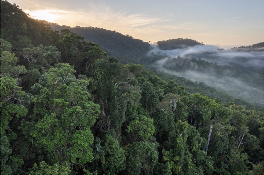 Save a Rainforest (© Martin Stringer)