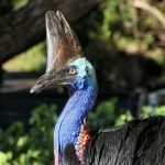 Southern Cassowary (© Emily Silverstone)