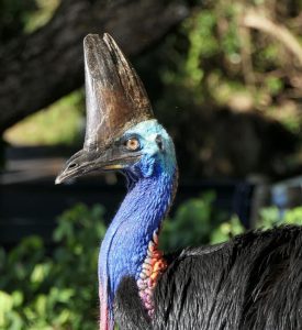 Southern Cassowary (© Emily Silverstone)