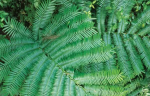 King Fern (Courtesy of Daintree Discovery Centre)