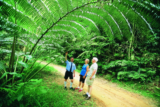 King Fern (Courtesy of Wet Tropics Management Authority)