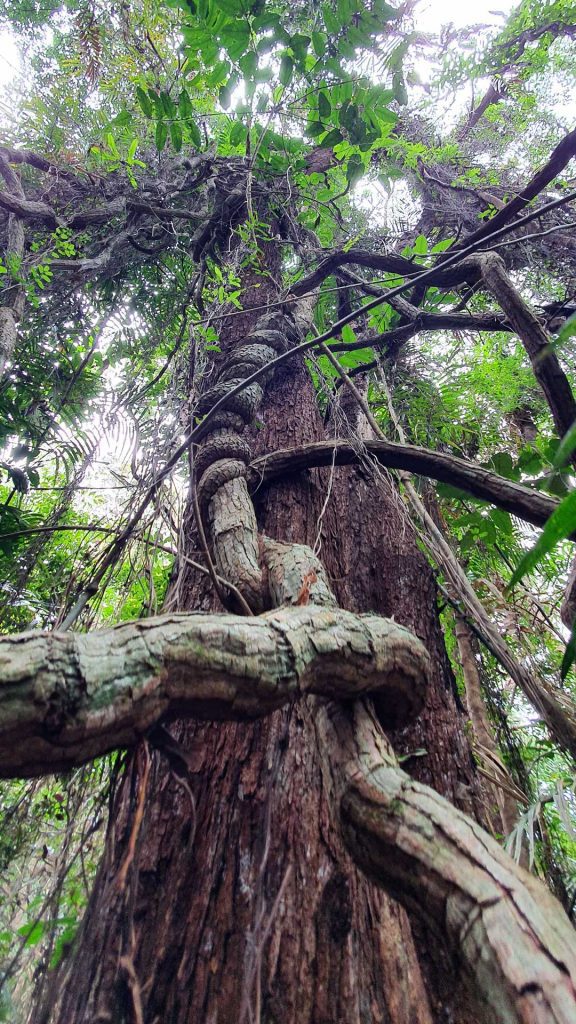web-3 Lot 36 Cape Tribulation Rd