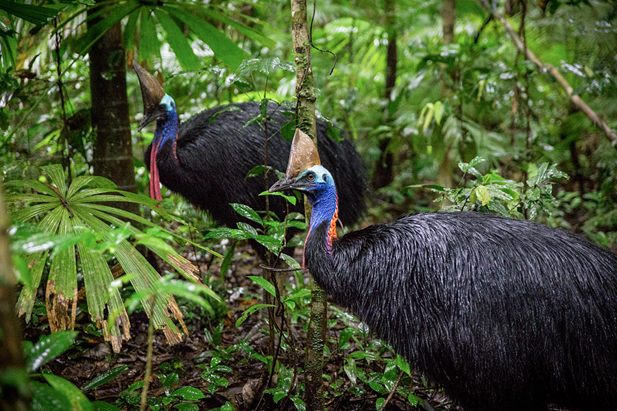 Biology & Physiology of the Cassowary (© Martin Stringer)