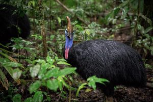 Cassowary Ecology & Habitat (© Martin Stringer Photography)