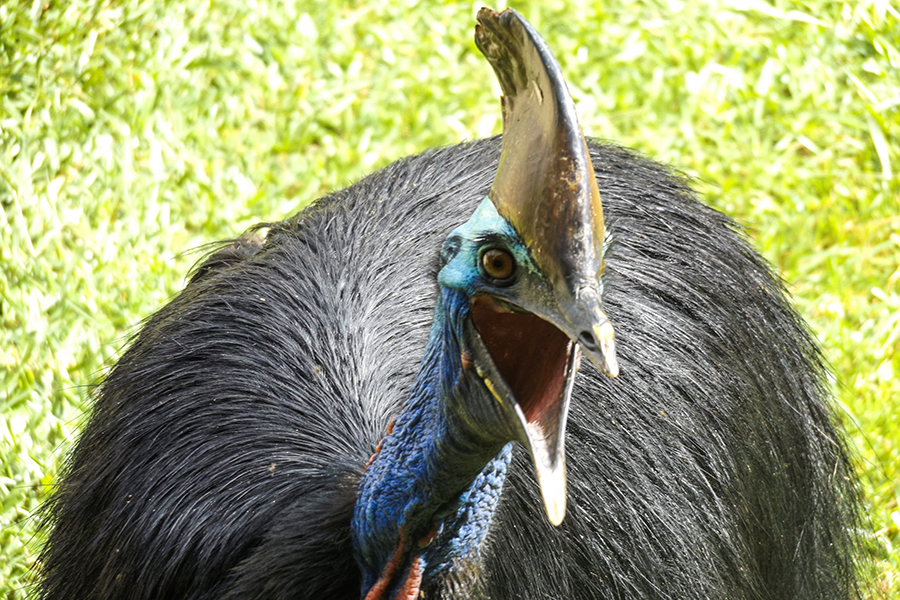 Cassowary FAQ's (© Sandy Reichl)