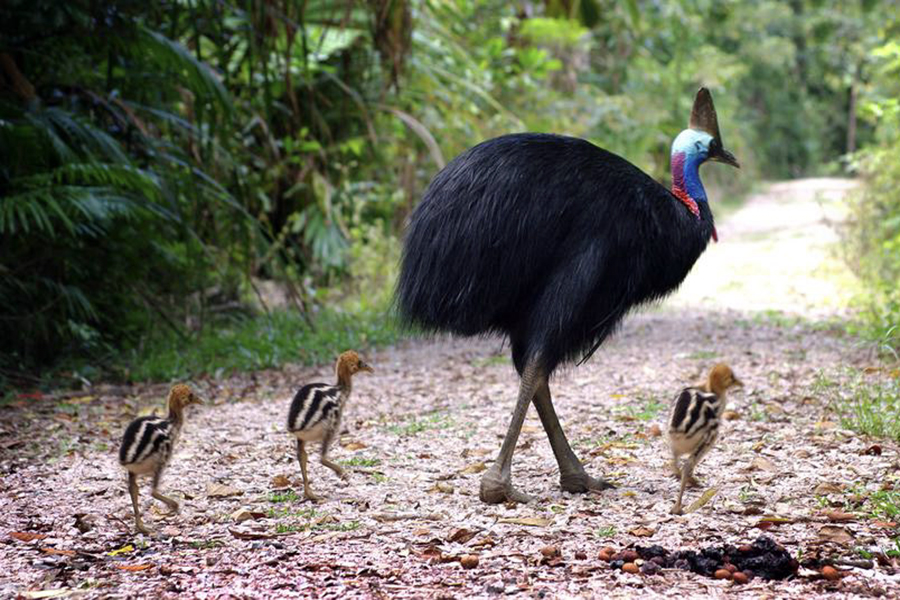 Cassowary Fast Facts (Unknown Photographer)