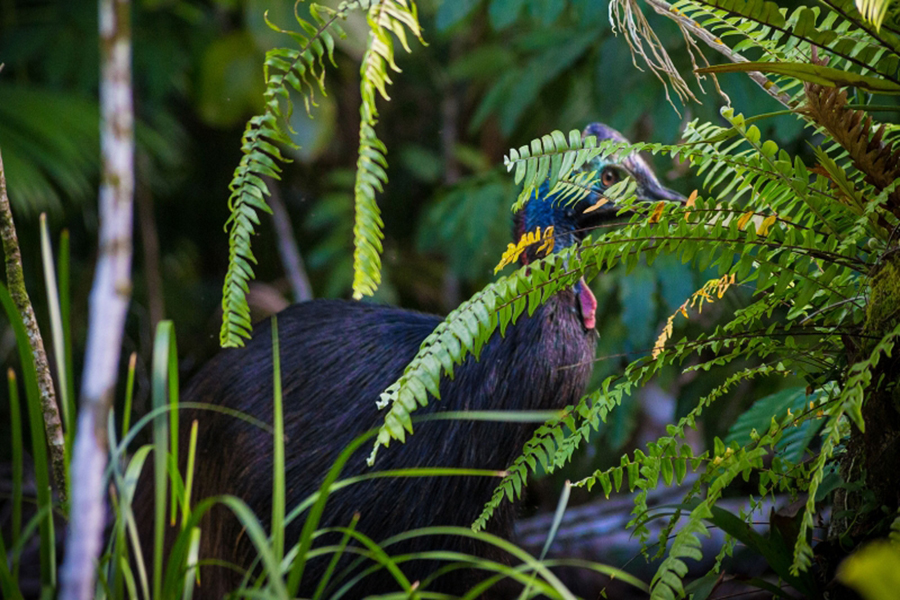 Cultural Significance of the Cassowary (© Martin Stringer Photography)