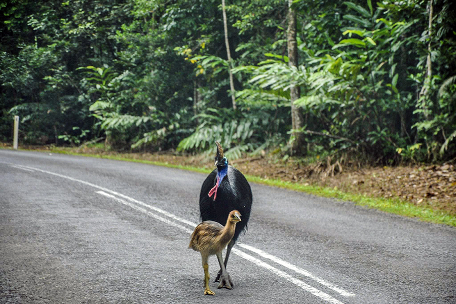 Current Threats to Cassowaries (© Daintree Safaris)