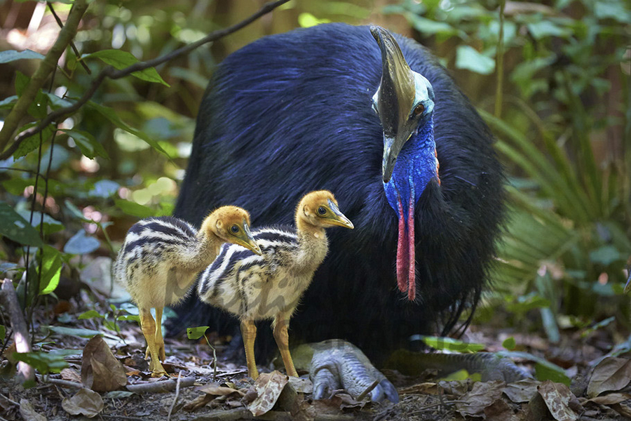 Living with Cassowaries (© Martin Willis Photographs)