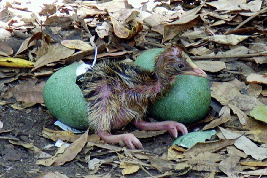 Roles of Zoos - Cassowary hatchling (© James Biggs)