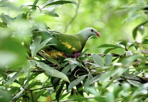 Wompoo Fruit Dove