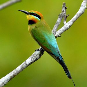 Rainbow Bee-eater (Credit: Allen Sheather)