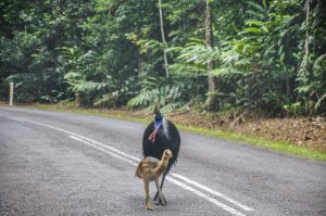 The Cassowary Trail (Photo by Daintree Safaris)