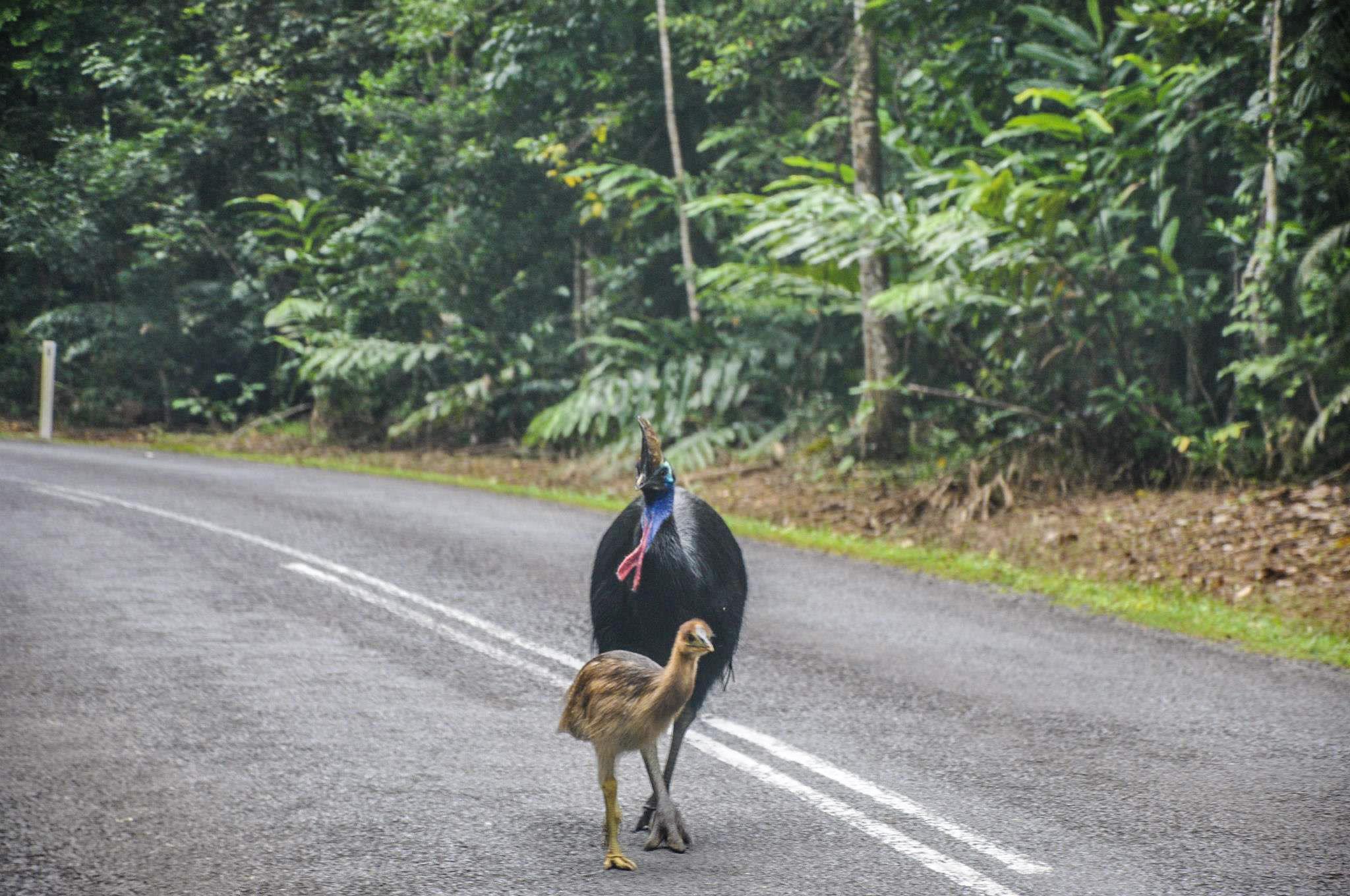The Cassowary Trail (Photo by Daintree Safaris)