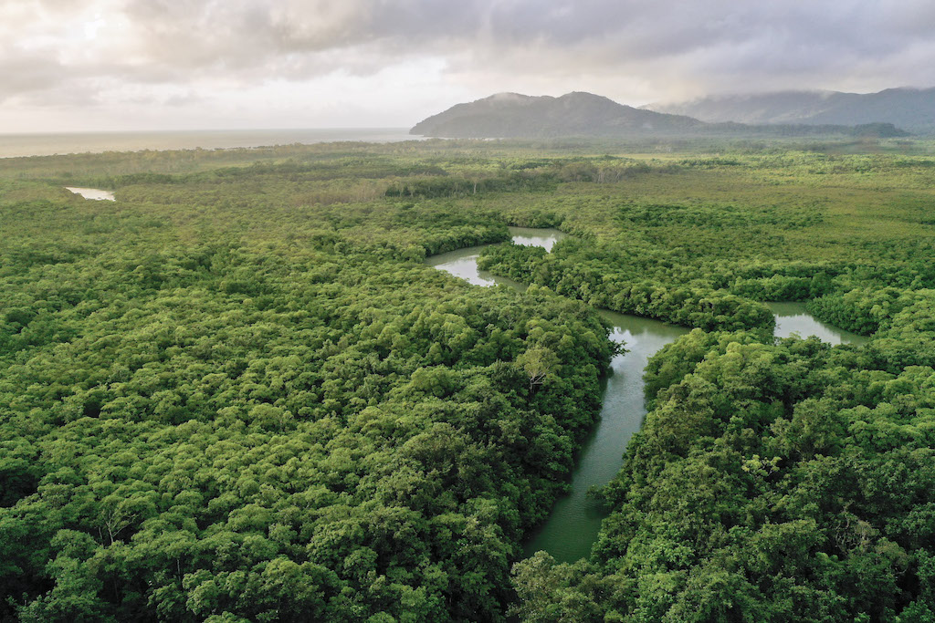 Daintree Revival. Cooper Creek meanders through the midst of a 180 million-year-old rainforest.