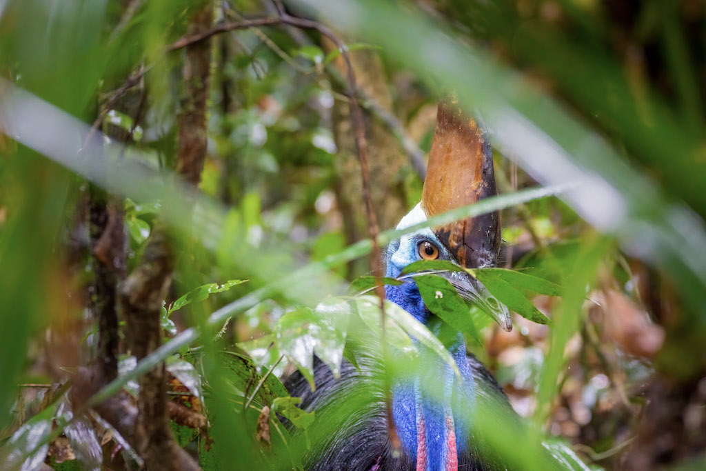 Daintree Revival. The second-largest bird in the world, cassowaries play an important role as rainforest gardeners.