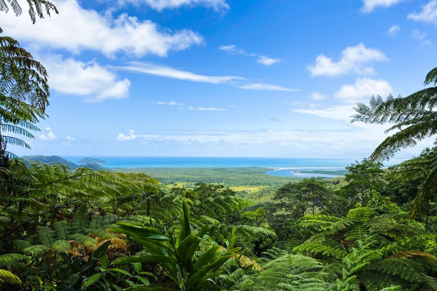 daintree-rainforest Daintree Rainforest