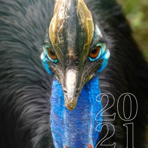 Rainforest Rescue 2021 Annual Report (Cover Image)