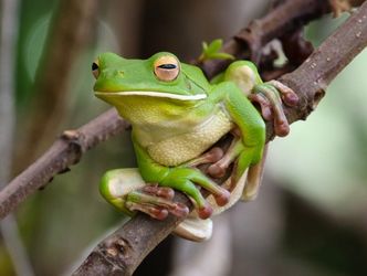 White-lipped Tree Frog © David White Solar Whisper