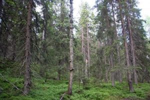 Boreal forest in Finland
