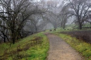 Regenerating California oak woodland in California state, United States of America