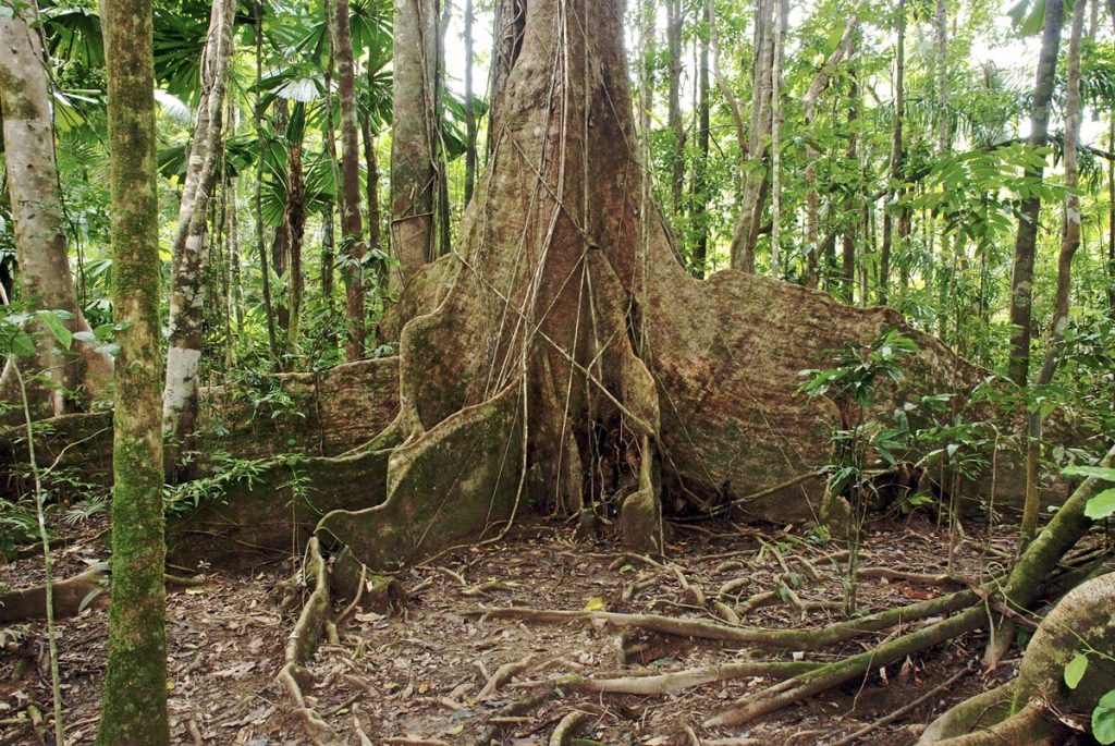 Giant buttress roots of a tree in the Daintree rainforest