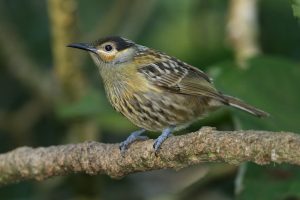 Macleay's Honeyeater © James (Jim) Holmes