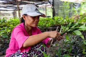 Planting seedlings in Lamon Satong nursery, Indonesia