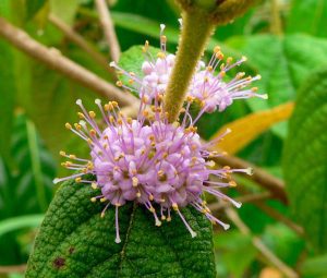 Callicarpa candicans © Allen Sheather