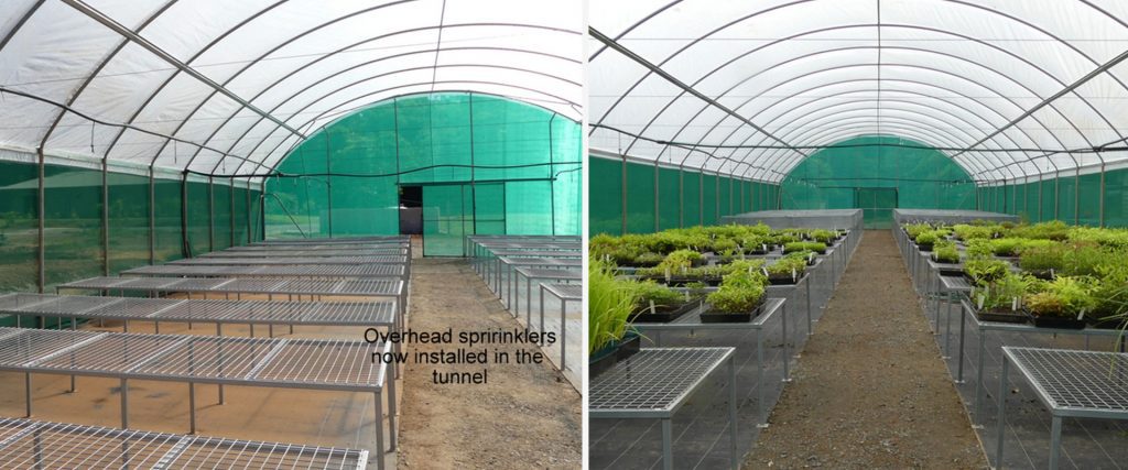 Propagation house in the new Native Nursery