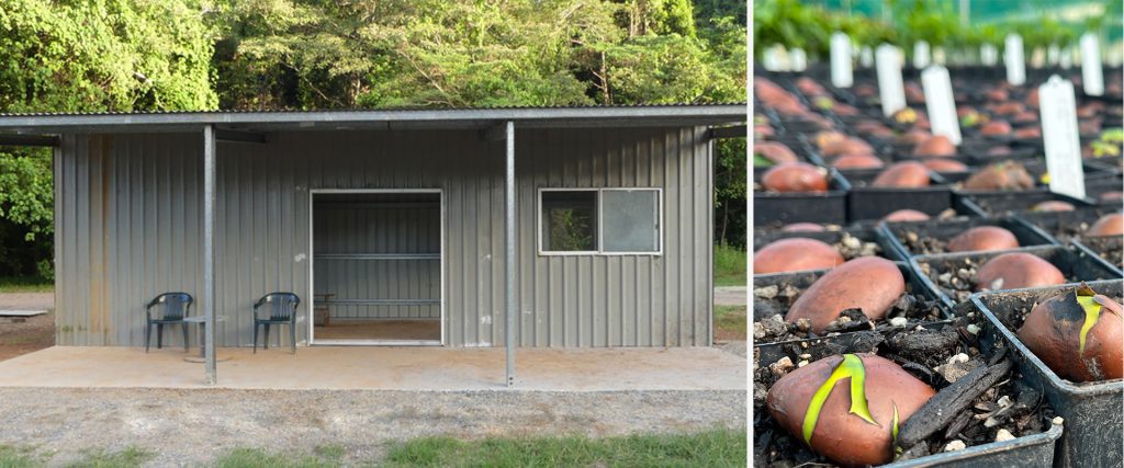 New Native Nursery maintenance shed and Black bean seedlings