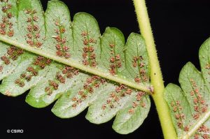 Chingia Australis Sori (groups of sporangia which contain spores) © CSIRO